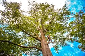 Best Tree and Shrub Care  in Warren Park, IN