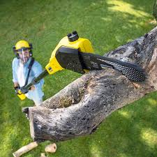 Best Tree Trimming and Pruning  in Warren Park, IN