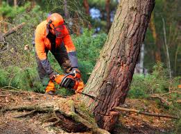 Pest Control for Lawns in Warren Park, IN