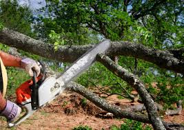 Reliable Warren Park, IN Tree Care Solutions