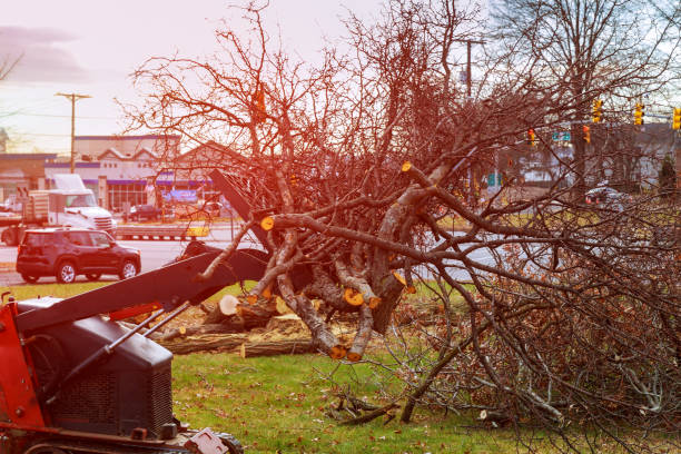 Best Tree Preservation Services  in Warren Park, IN