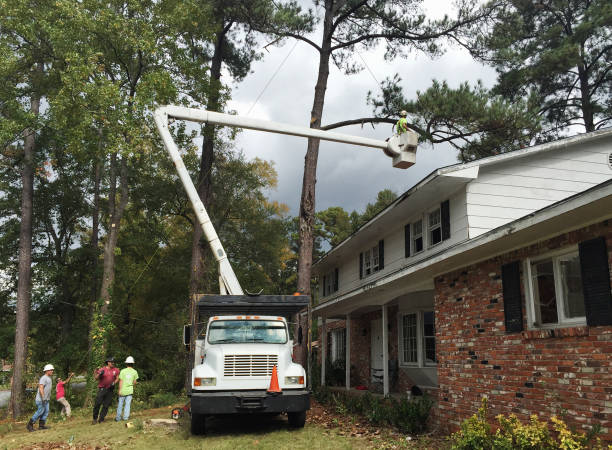 Best Emergency Tree Removal  in Warren Park, IN