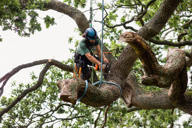 Best Tree Health Inspection  in Warren Park, IN