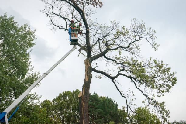 Best Stump Grinding and Removal  in Warren Park, IN