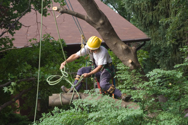 How Our Tree Care Process Works  in  Warren Park, IN