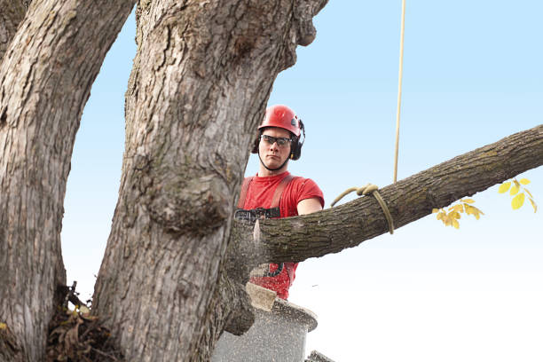 Best Pest Control for Lawns  in Warren Park, IN